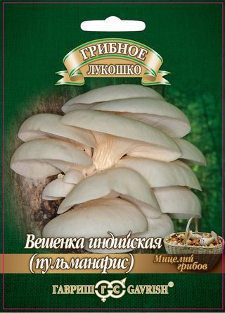 Вешенка 