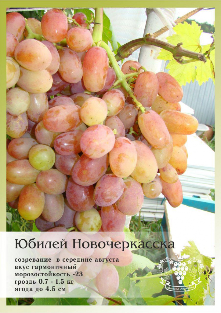 виноград столовый юбилей новочеркасска Саженцы винограда Юбилей Новочеркасска