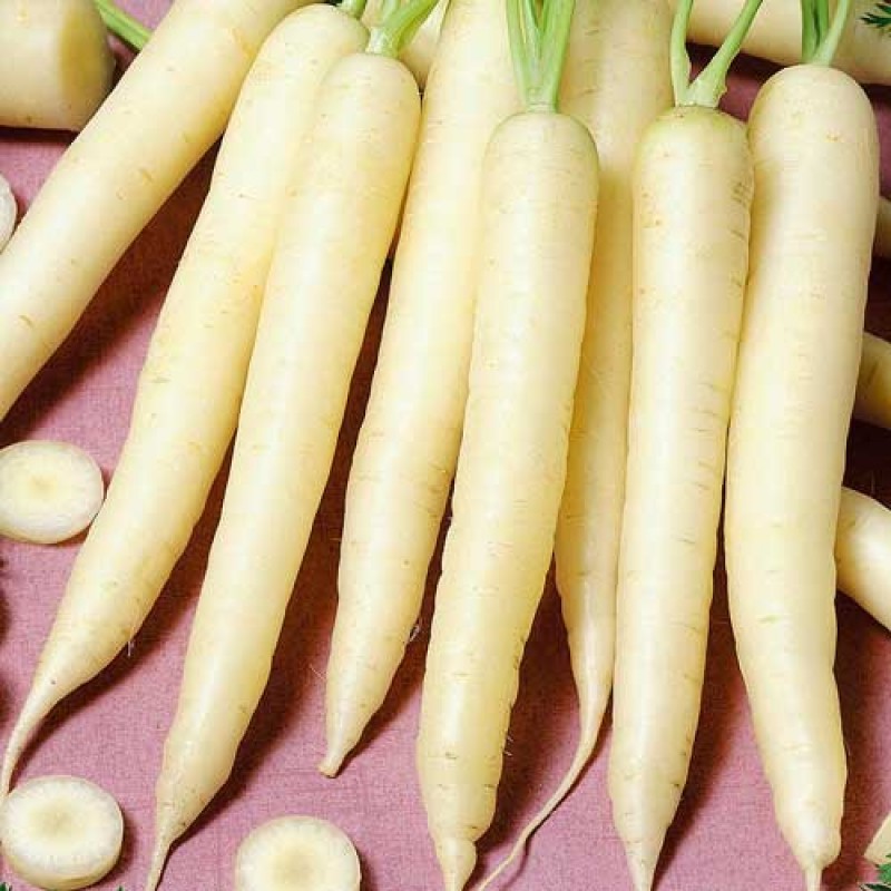 Семена Морковь Седек Чаровница сахарная 0,1г семена фасоль седек сахарная лопатка 5г
