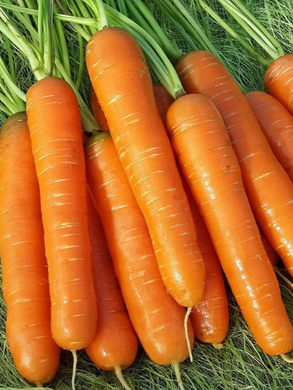 морковь нантская красная 2г ср аэлита б п 20 1500 Морковь Аэлита Нантская 4 2г (Б/П)