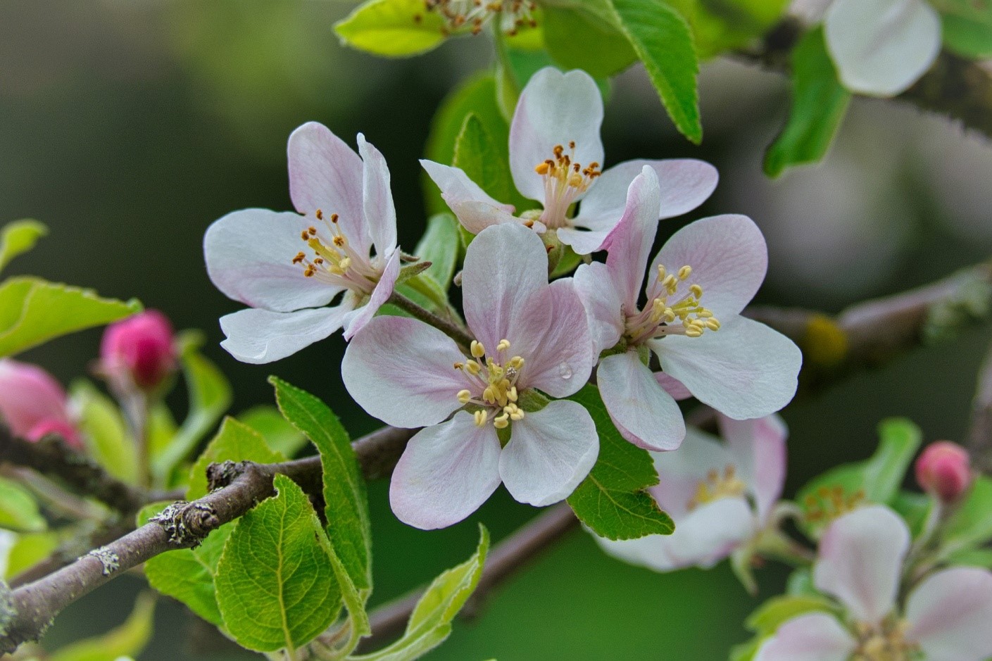 Spring fruit. Яблоня Spring Bride. Облетевший цветок яблони.