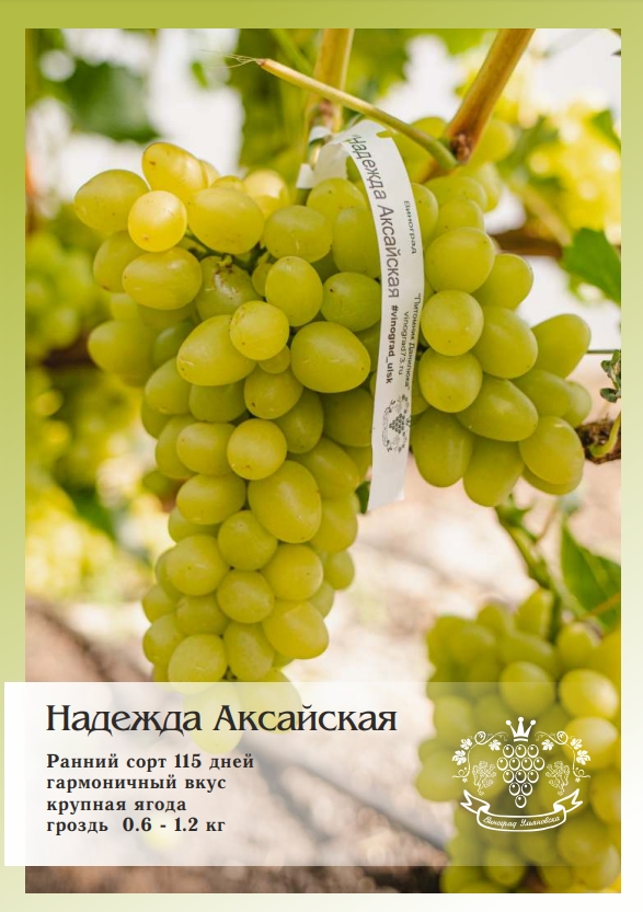 Саженцы винограда Надежда Аксайская виноград столовый надежда азос