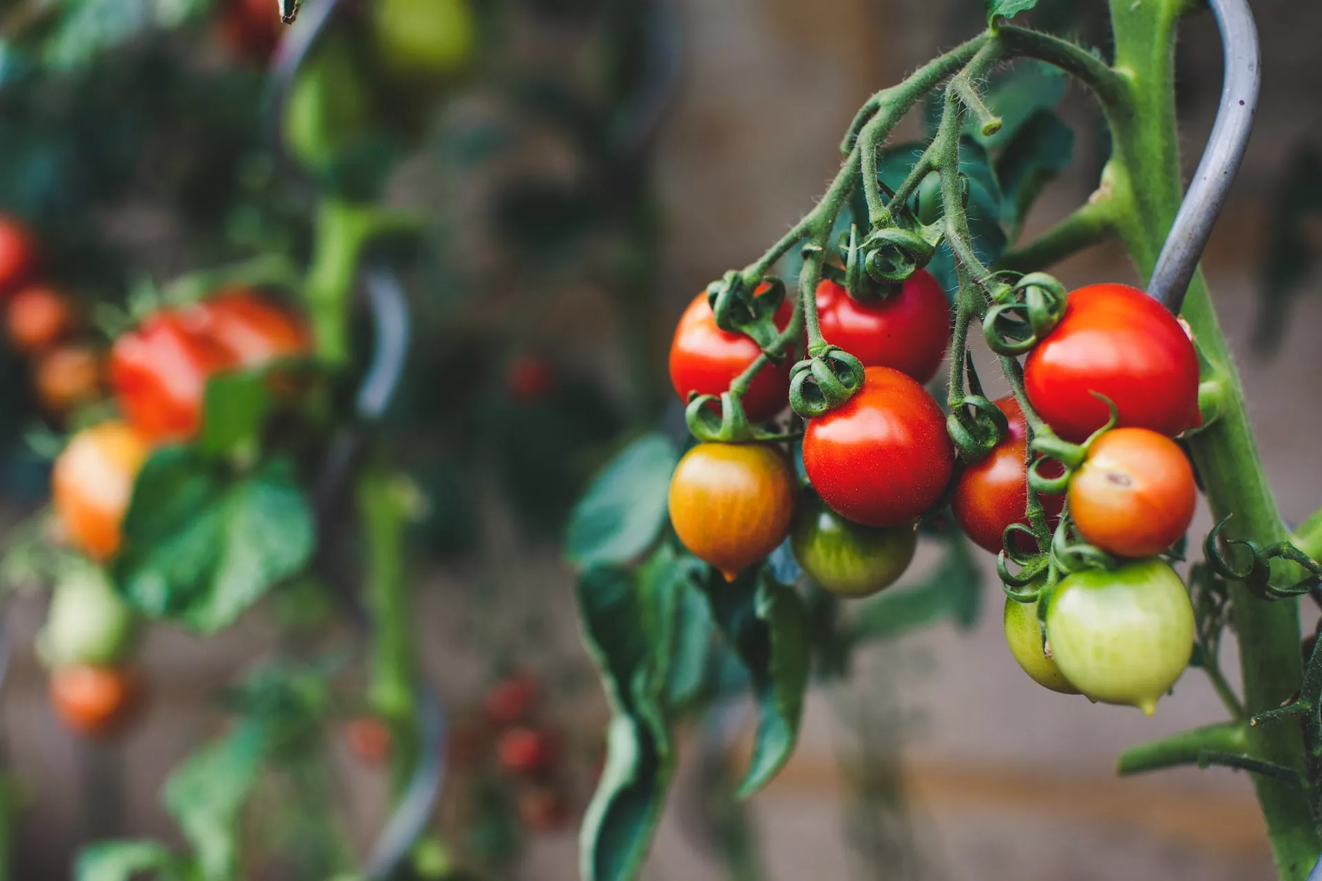 От чего зависит вкус томатов? Прощаемся с кислыми и водянистыми помидорами!