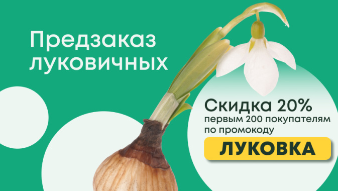 Интернет Магазины Луковичных Весна 2022