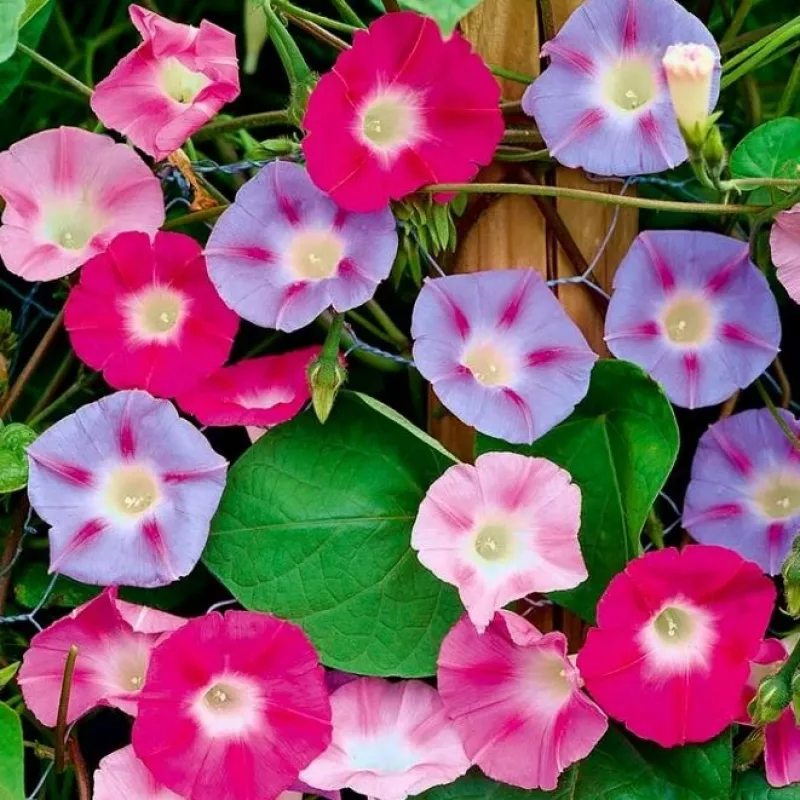 Как выглядит цветок ипомея трехцветный. Ипомея пурпурная. Ипомея трехцветная Ipomoea Tricolor. Ипомея пурпурная Звездный. Ипомея пурпурная смесь.
