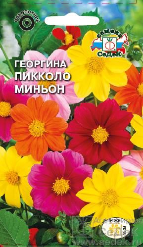 Семена Георгина Седек Пикколо Миньон 0,2г цветы георгина русский огород веселые ребята смесь