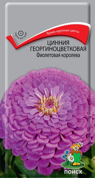 цена Семена Цинния георгиноцветковая Поиск Фиолетовая королева 0,4г
