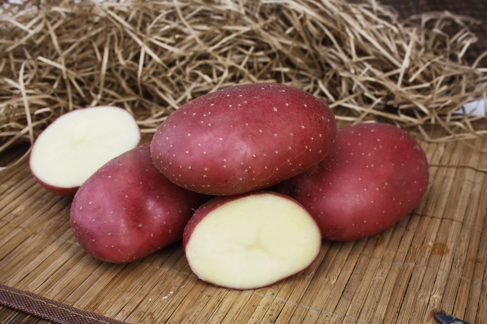 Картофель семенной Седек Маяк 2кг картофель фермер 2кг