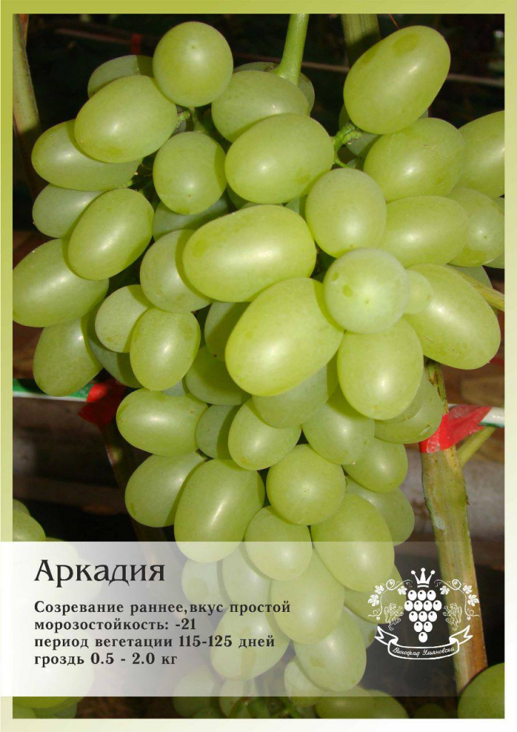 Саженцы винограда Аркадия виноград столовый аркадия