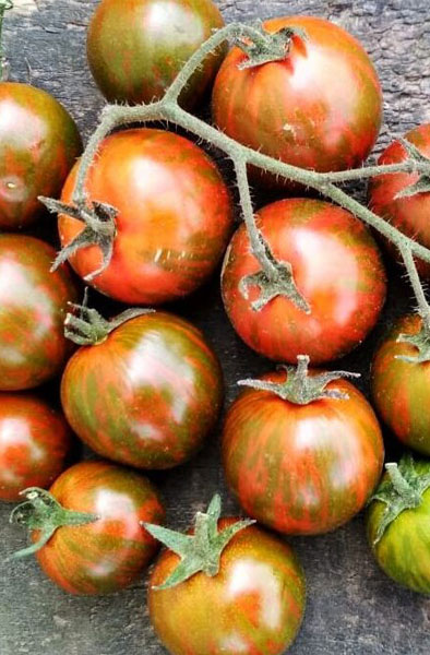 Семена Томат Мязина Л.А. Черризебра 5шт томаты кумато сладкая ягода круглые кг