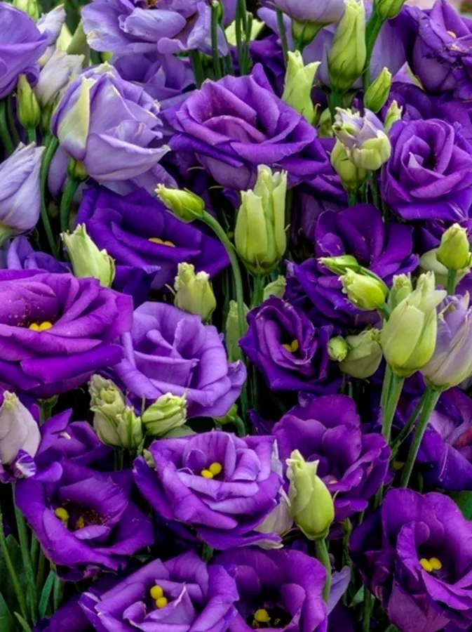 Файл:Lisianthus aka Eustoma 7217.JPG - Вікіпедія