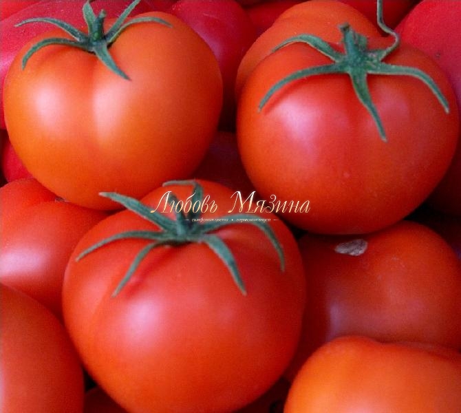 Семена Томат Мязина Л.А. Очарование 10шт семена томат мязина л а фрегат оранжевый 10шт