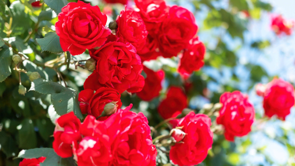 close-view-of-a-bush-of-red-roses.jpg