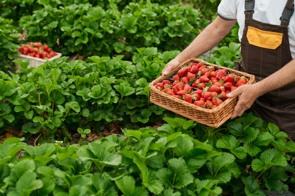 close-up-of-senior-gardener-in-uniform-picking-fresh-ripe-strawberries-at-greenhouse-aged-man-harvesting-seasonal-berries-on-fresh-air.jpg