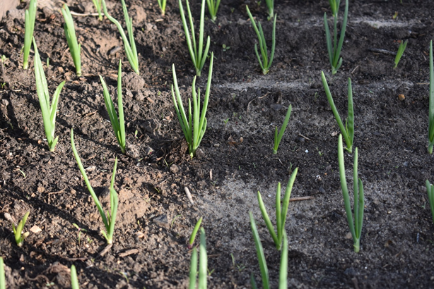 Сажайте лук осенью! 5 преимуществ посадки лука-севка под зиму