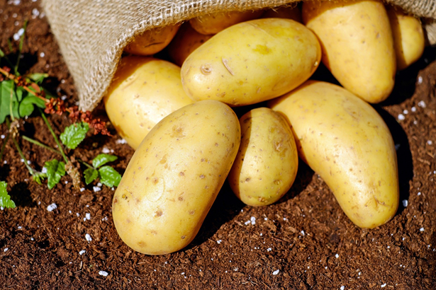 Не спешите сажать картофель! Картофелеводы рассказали о тонкостях посадкипаслёна