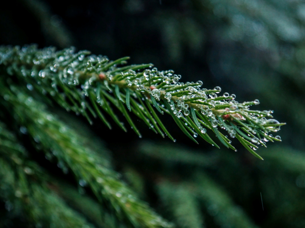 selective-focus-closeup-shot-of-green-pine-tree-branch-with-water-droplets.jpg
