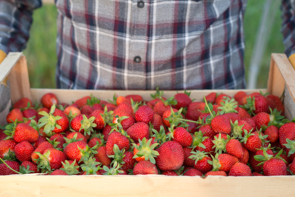 farmer-holding-crate-full-of-fresh-organic-strawberries.jpg