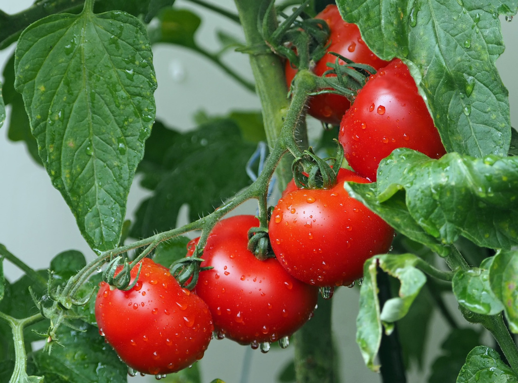 tomatoes-g0b9554332_1920.jpg