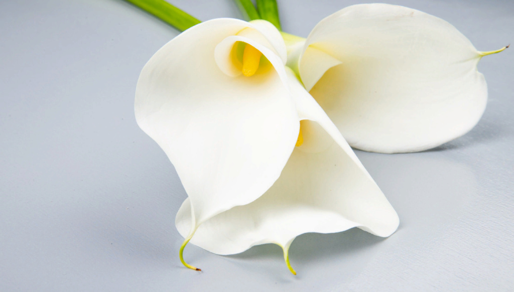 side-view-of-white-color-calla-lilies-isolated-on-white-background.jpg