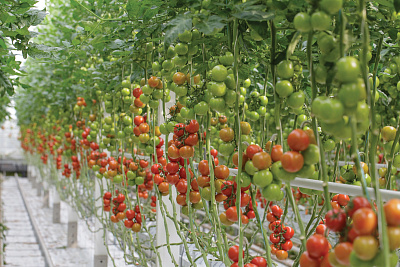Когда нужно удалять нижние листья томатов? 
